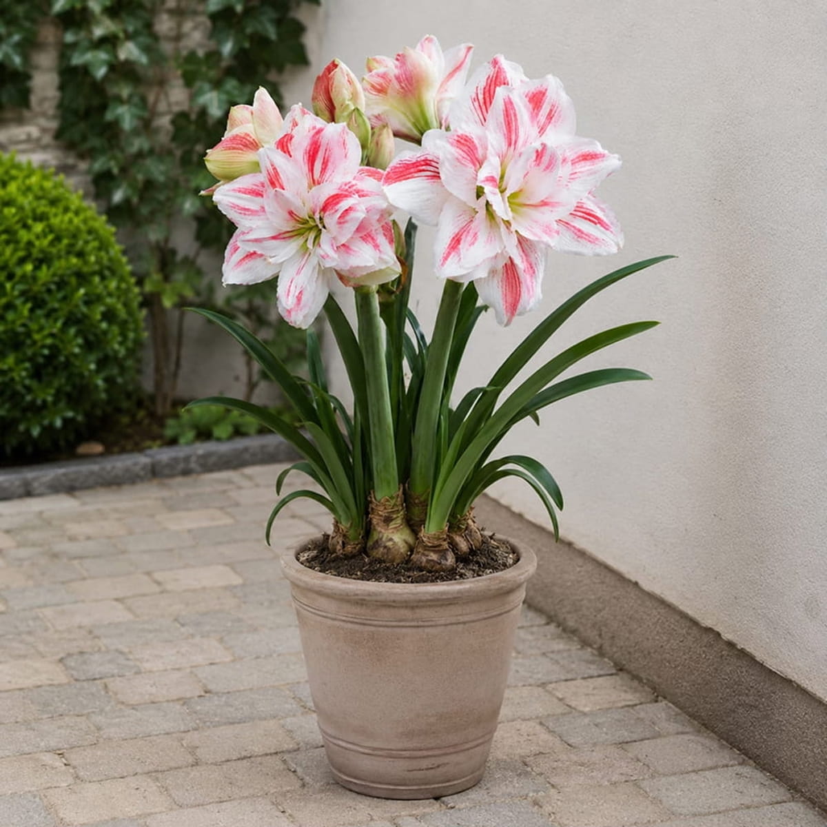 Amaryllis (Hippeastrum) Amazing Belle - for Sale Amaryllis (Hippeastrum) Amazing Belle