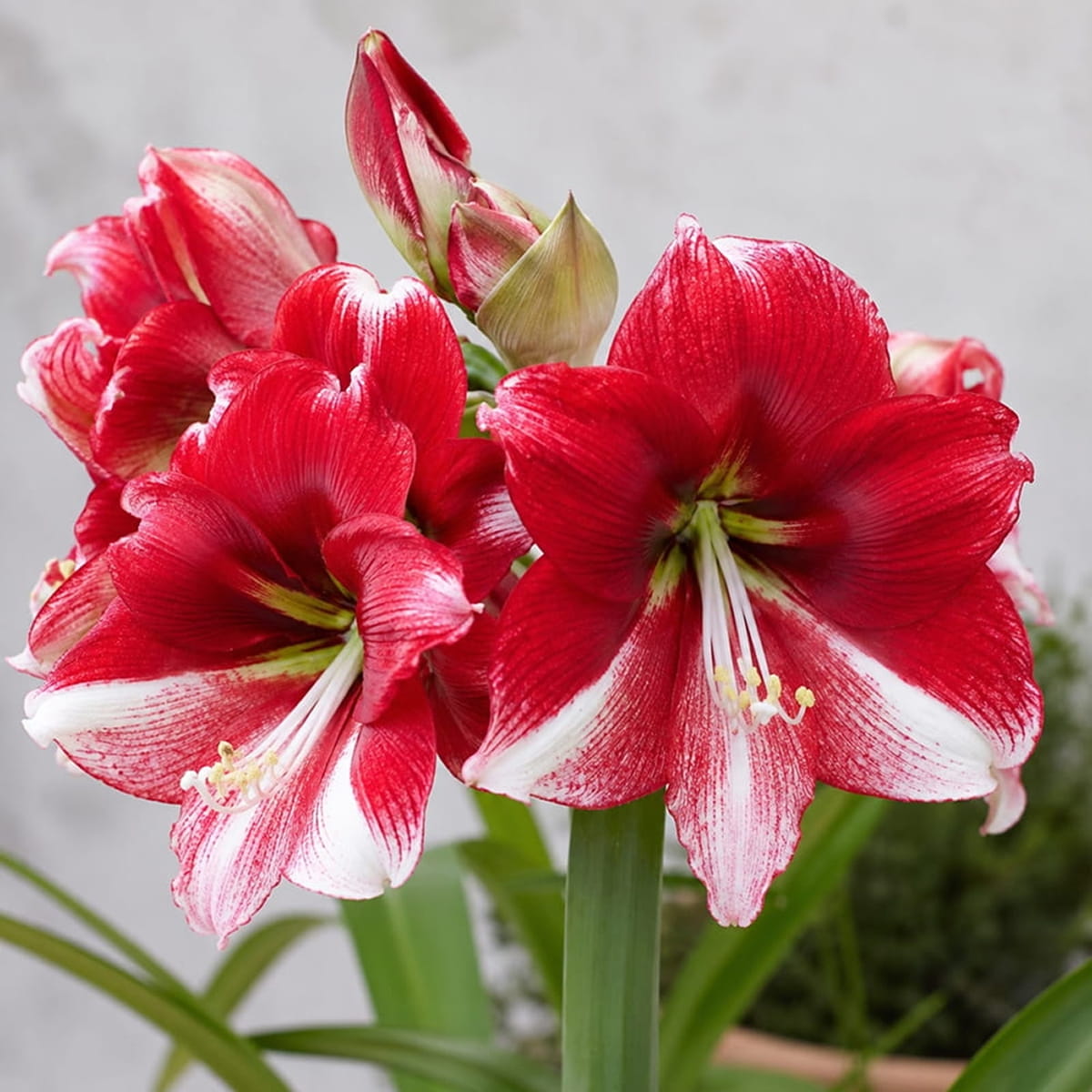 Amaryllis (Hippeastrum) American Dream - for Sale Amaryllis (Hippeastrum) American Dream