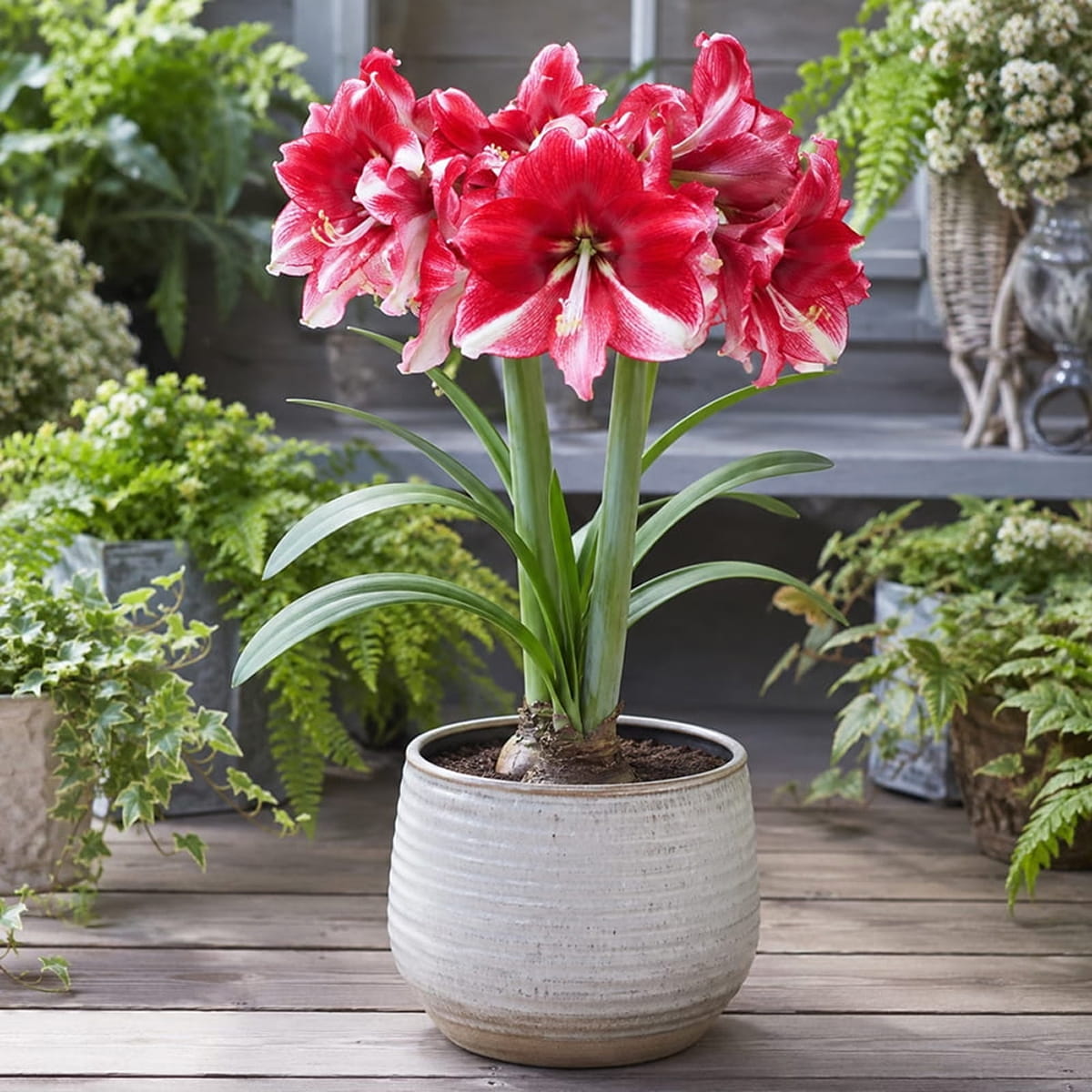 Amaryllis (Hippeastrum) American Dream - for Sale Amaryllis (Hippeastrum) American Dream