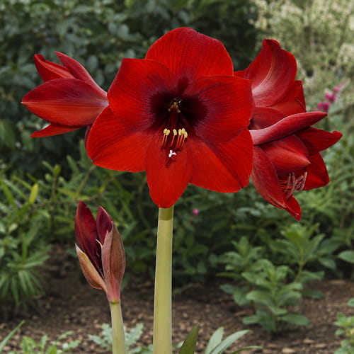 Amaryllis (Hippeastrum) Andes Fever - for Sale Amaryllis (Hippeastrum) Andes Fever