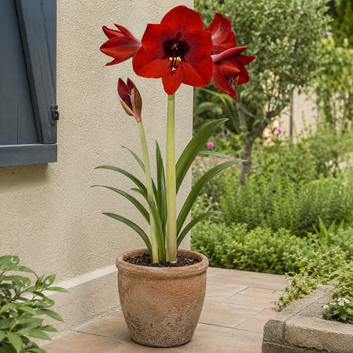 Amaryllis (Hippeastrum) Andes Fever - for Sale Amaryllis (Hippeastrum) Andes Fever