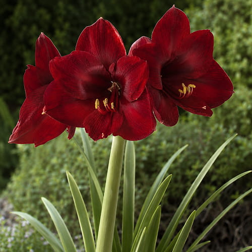 Amaryllis (Hippeastrum) Andes Fire - for Sale Amaryllis (Hippeastrum) Andes Fire