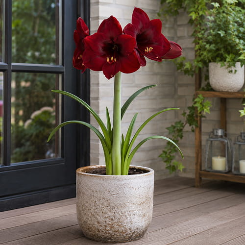 Amaryllis (Hippeastrum) Andes Fire - for Sale Amaryllis (Hippeastrum) Andes Fire