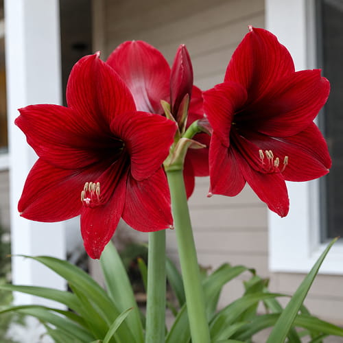 Amaryllis (Hippeastrum) Andes Sunset - for Sale Amaryllis (Hippeastrum) Andes Sunset