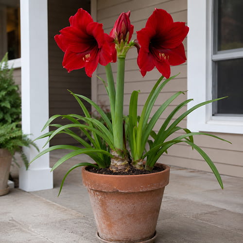 Amaryllis (Hippeastrum) Andes Sunset - for Sale Amaryllis (Hippeastrum) Andes Sunset