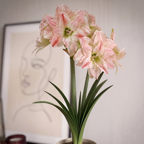 Amaryllis (Hippeastrum) Aphrodite - for Sale Amaryllis (Hippeastrum) Aphrodite