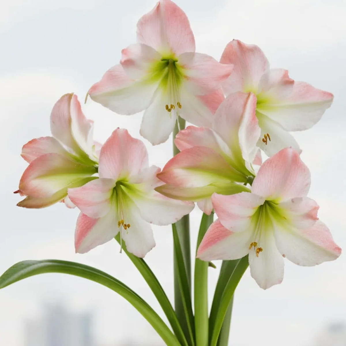 Amaryllis (Hippeastrum) Apple Blossom - for Sale Amaryllis (Hippeastrum) Apple Blossom