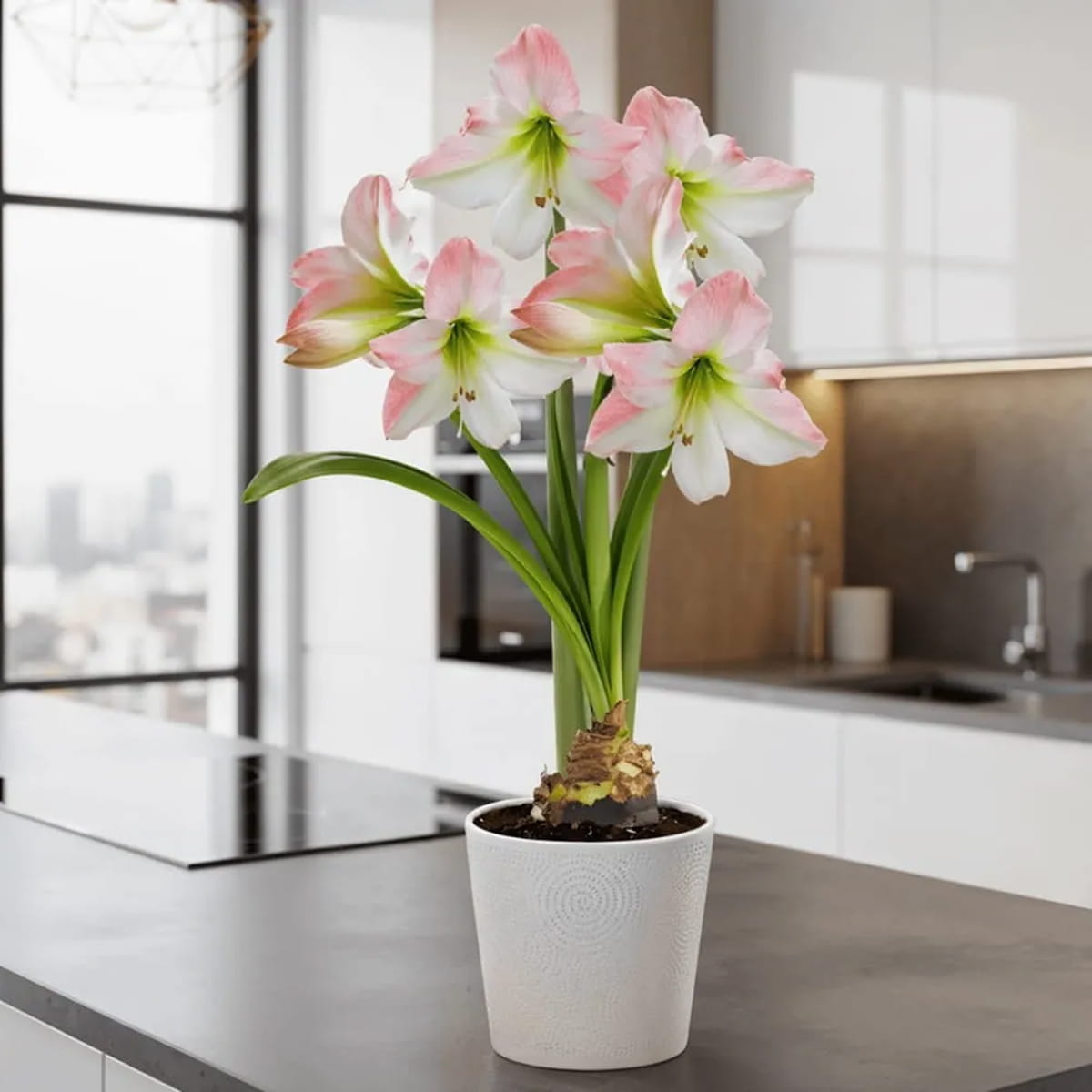 Amaryllis (Hippeastrum) Apple Blossom - for Sale Amaryllis (Hippeastrum) Apple Blossom