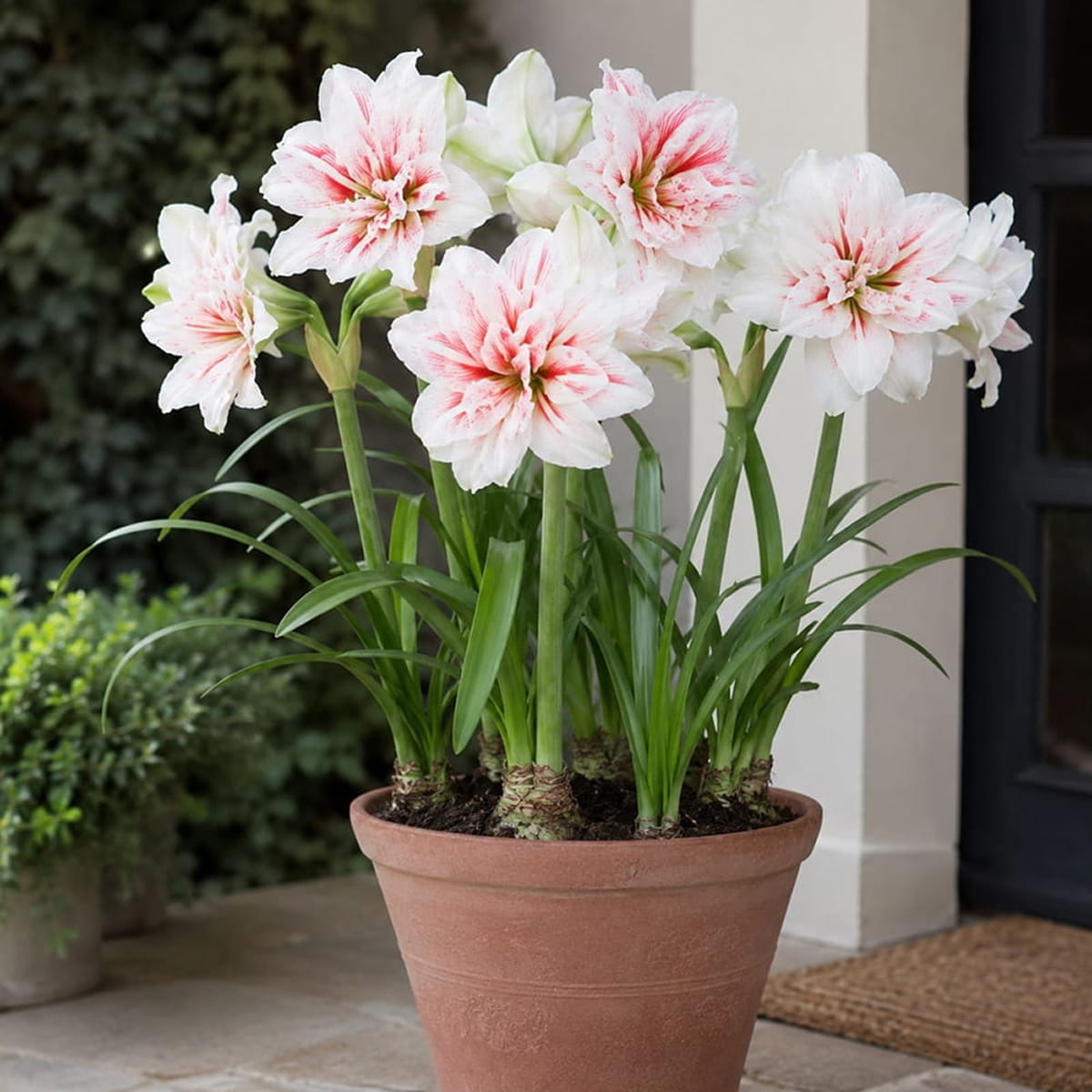 Amaryllis (Hippeastrum) Aquaro - for Sale Amaryllis (Hippeastrum) Aquaro