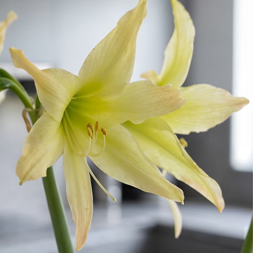 Amaryllis (Hippeastrum) Aurora - for Sale Amaryllis (Hippeastrum) Aurora