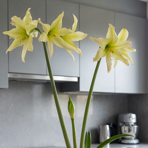 Amaryllis (Hippeastrum) Aurora - for Sale Amaryllis (Hippeastrum) Aurora