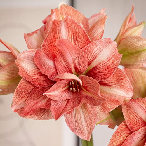 Amaryllis (Hippeastrum) Balance - for Sale Amaryllis (Hippeastrum) Balance