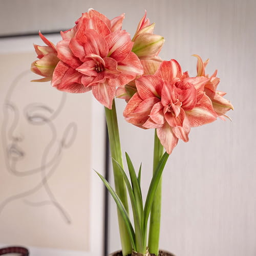 Amaryllis (Hippeastrum) Balance - for Sale Amaryllis (Hippeastrum) Balance