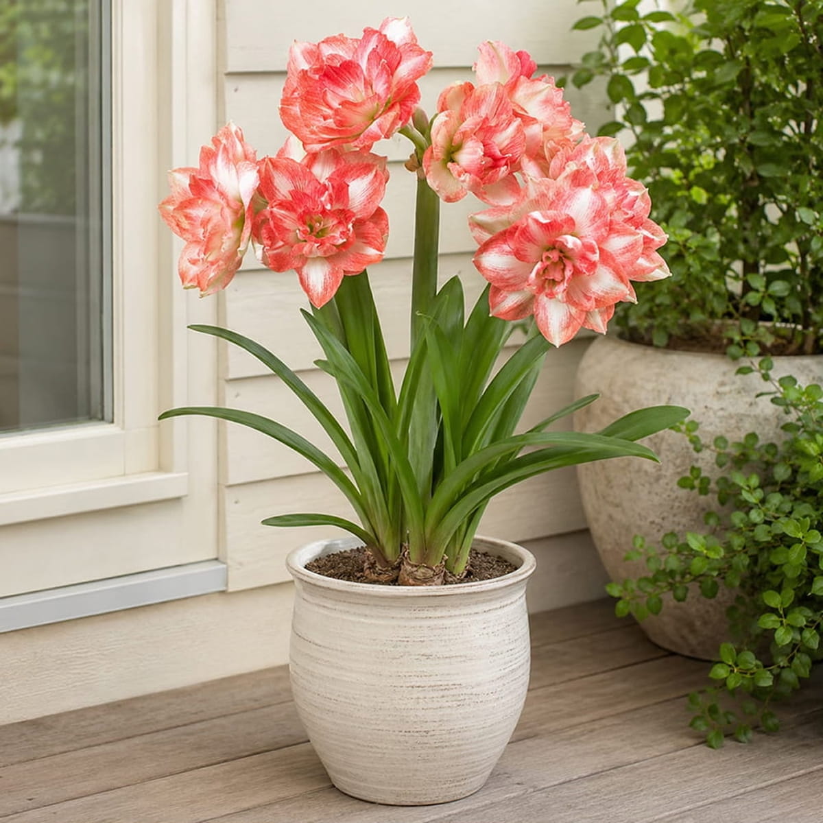 Amaryllis (Hippeastrum) Beautiful Emotion - for Sale Amaryllis (Hippeastrum) Beautiful Emotion