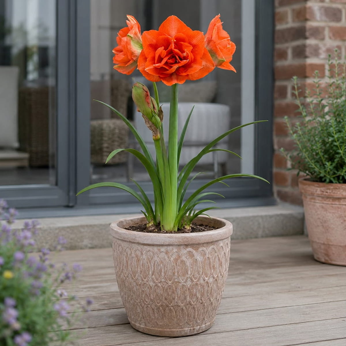 Amaryllis (Hippeastrum) Benito - for Sale Amaryllis (Hippeastrum) Benito