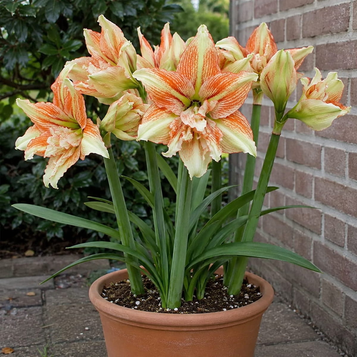 Amaryllis (Hippeastrum) Bentley - for Sale Amaryllis (Hippeastrum) Bentley