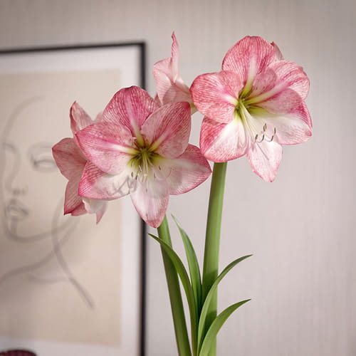 Amaryllis (Hippeastrum) Blossom Grandise - for Sale Amaryllis (Hippeastrum) Blossom Grandise