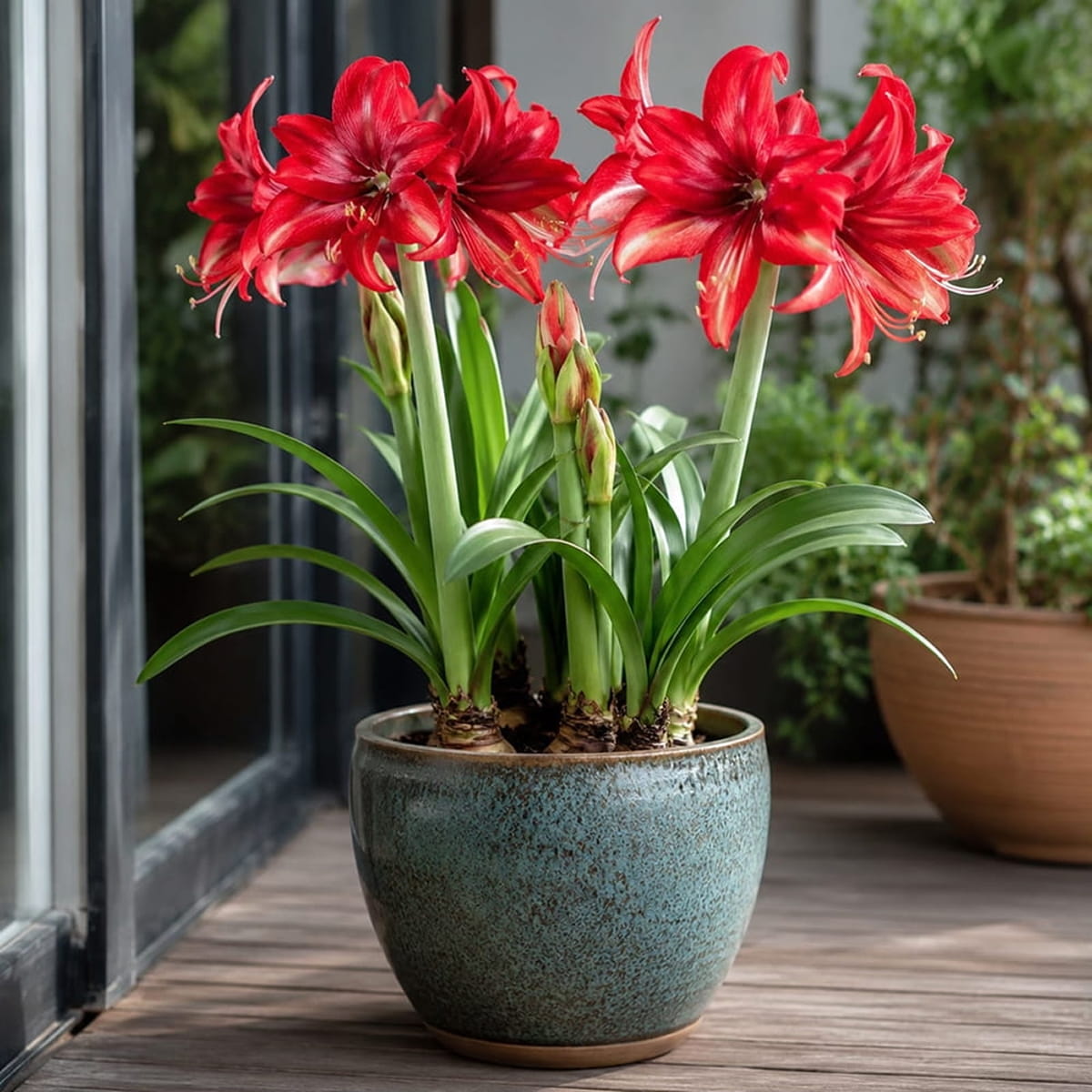 Amaryllis (Hippeastrum) Bogota - for Sale Amaryllis (Hippeastrum) Bogota