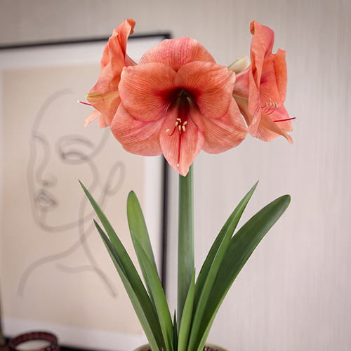 Amaryllis (Hippeastrum) Bouquet - for Sale Amaryllis (Hippeastrum) Bouquet
