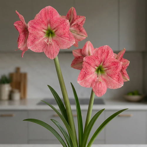 Amaryllis (Hippeastrum) Breathless - for Sale Amaryllis (Hippeastrum) Breathless