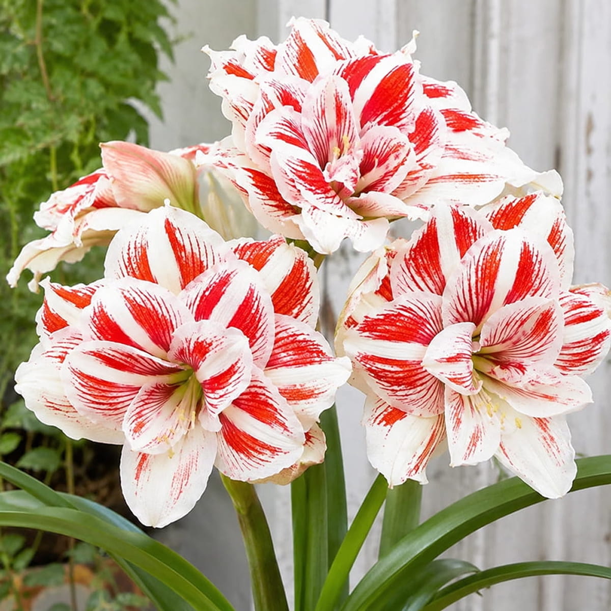 Amaryllis (Hippeastrum) Bright Nymph - for Sale Amaryllis (Hippeastrum) Bright Nymph