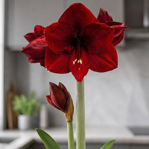 Amaryllis (Hippeastrum) Calypso - for Sale Amaryllis (Hippeastrum) Calypso