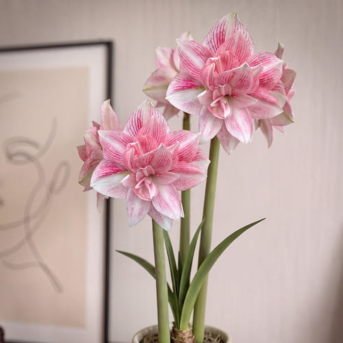 Amaryllis (Hippeastrum) Candy Belle - for Sale Amaryllis (Hippeastrum) Candy Belle