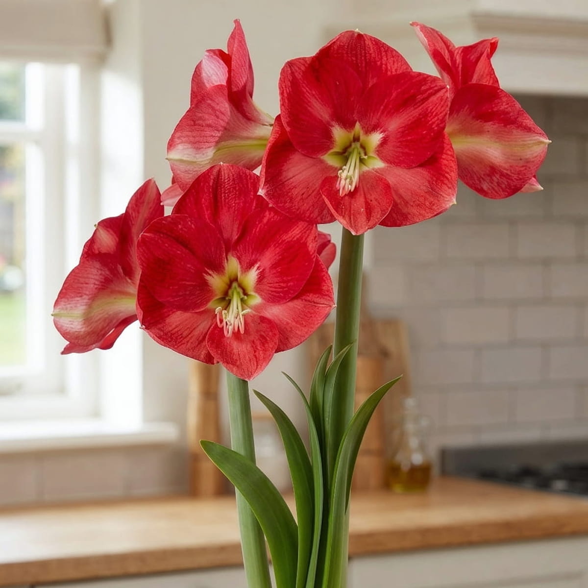 Amaryllis (Hippeastrum) Candy Cream (Queen) - for Sale Amaryllis (Hippeastrum) Candy Cream (Queen)