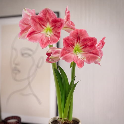 Amaryllis (Hippeastrum) Candy Floss - for Sale Amaryllis (Hippeastrum) Candy Floss