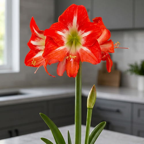 Amaryllis (Hippeastrum) Capella - for Sale Amaryllis (Hippeastrum) Capella