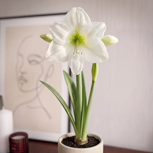Amaryllis (Hippeastrum) Casablanca - for Sale Amaryllis (Hippeastrum) Casablanca