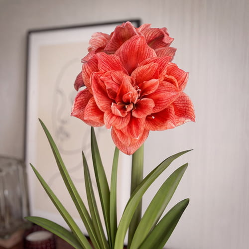 Amaryllis (Hippeastrum) Cherry Amadeus - for Sale Amaryllis (Hippeastrum) Cherry Amadeus