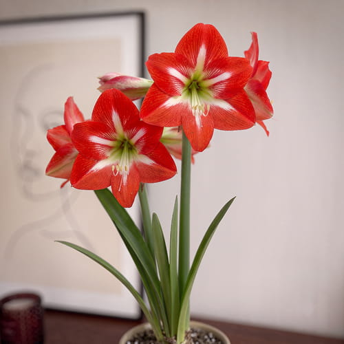 Amaryllis (Hippeastrum) Christmas Star - for Sale Amaryllis (Hippeastrum) Christmas Star