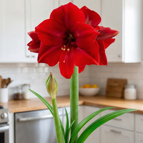 Amaryllis (Hippeastrum) Corazon - for Sale Amaryllis (Hippeastrum) Corazon