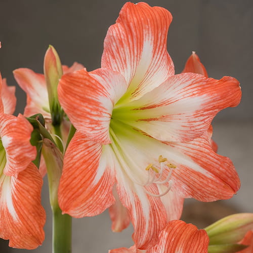 Amaryllis (Hippeastrum) Daiquiri - for Sale Amaryllis (Hippeastrum) Daiquiri