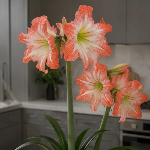 Amaryllis (Hippeastrum) Daiquiri - for Sale Amaryllis (Hippeastrum) Daiquiri