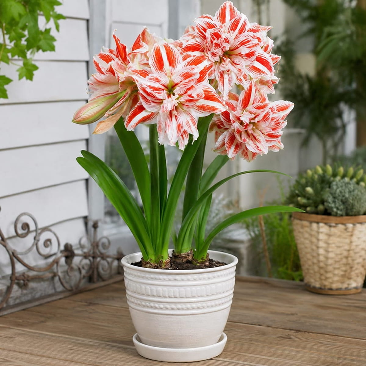 Amaryllis (Hippeastrum) Dancing Queen - for Sale Amaryllis (Hippeastrum) Dancing Queen