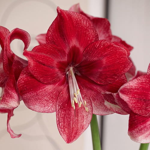 Amaryllis (Hippeastrum) Daphne - for Sale Amaryllis (Hippeastrum) Daphne