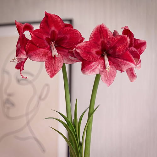 Amaryllis (Hippeastrum) Daphne - for Sale Amaryllis (Hippeastrum) Daphne