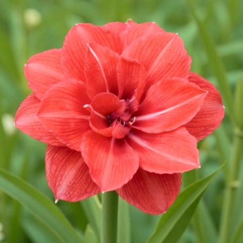 Amaryllis (Hippeastrum) Diva - for Sale Amaryllis (Hippeastrum) Diva