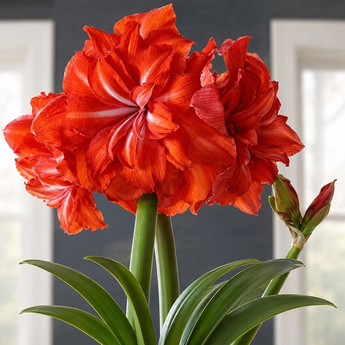 Amaryllis (Hippeastrum) Double Circus - for Sale Amaryllis (Hippeastrum) Double Circus