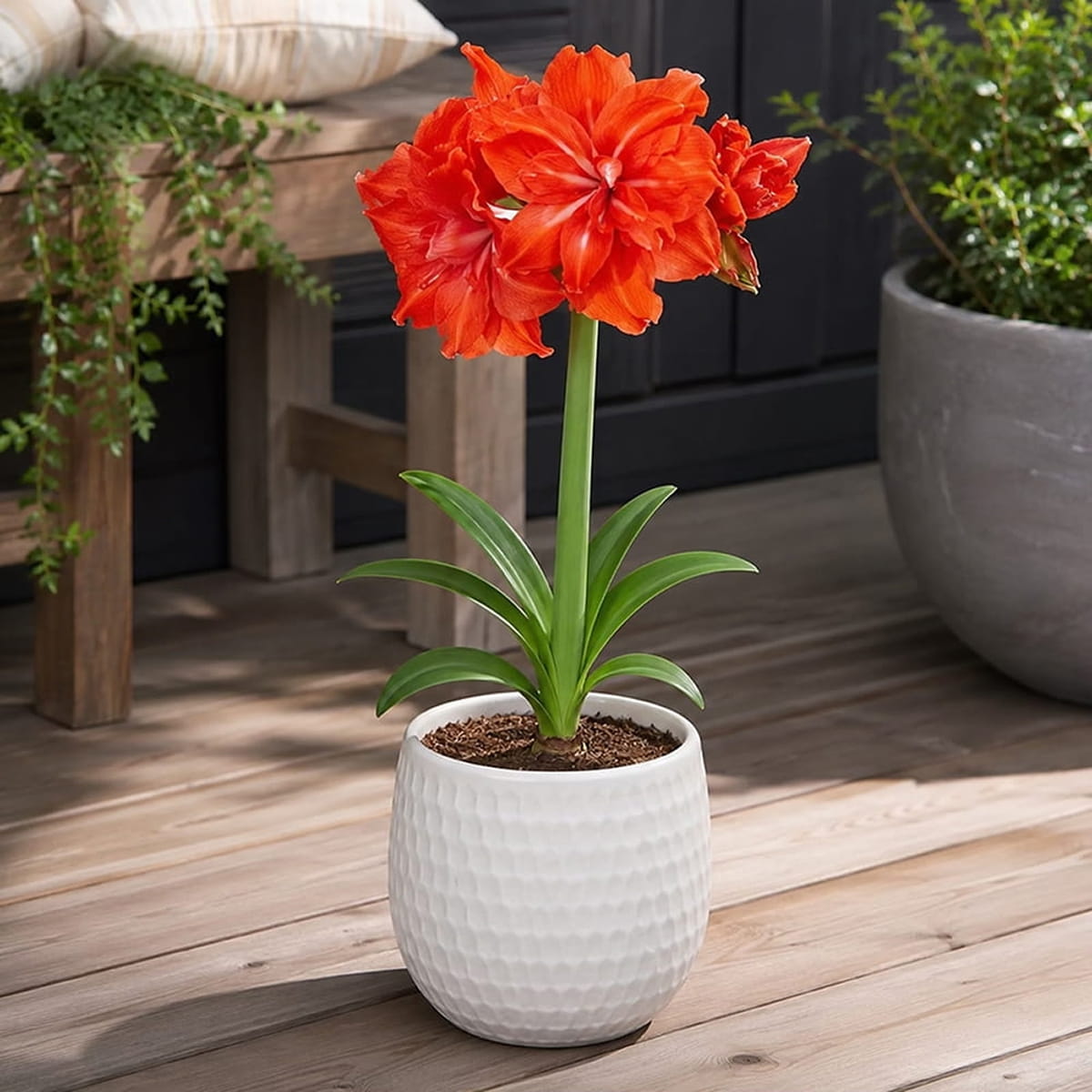 Amaryllis (Hippeastrum) Double Circus - for Sale Amaryllis (Hippeastrum) Double Circus