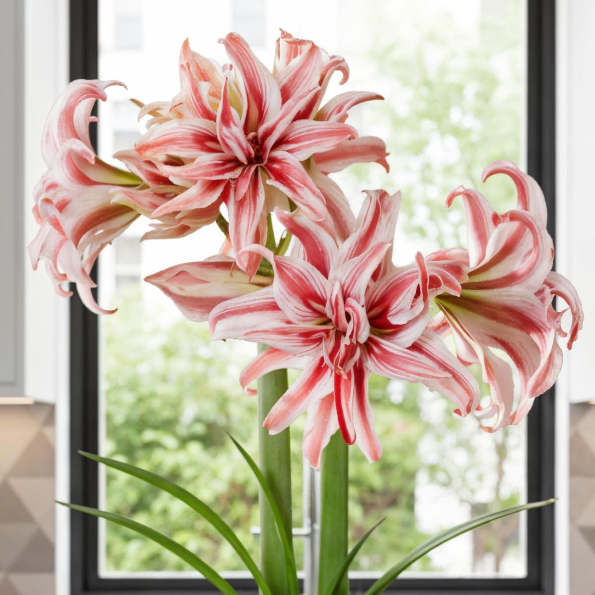Amaryllis (Hippeastrum) Doublet - for Sale Amaryllis (Hippeastrum) Doublet