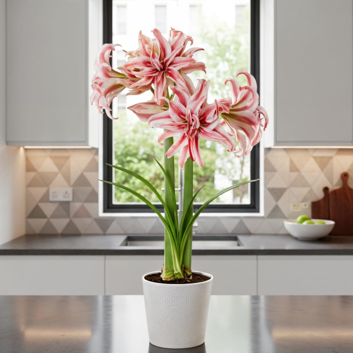 Amaryllis (Hippeastrum) Doublet - for Sale Amaryllis (Hippeastrum) Doublet