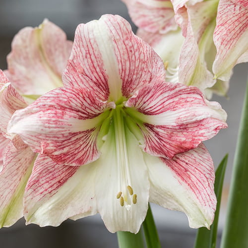 Amaryllis (Hippeastrum) Duet Candy - for Sale Amaryllis (Hippeastrum) Duet Candy