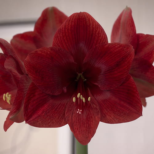 Amaryllis (Hippeastrum) Dynamite (Sonata/Hadeco) - for Sale Amaryllis (Hippeastrum) Dynamite (Sonata/Hadeco)