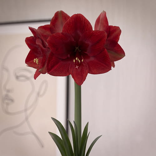Amaryllis (Hippeastrum) Dynamite (Sonata/Hadeco) - for Sale Amaryllis (Hippeastrum) Dynamite (Sonata/Hadeco)