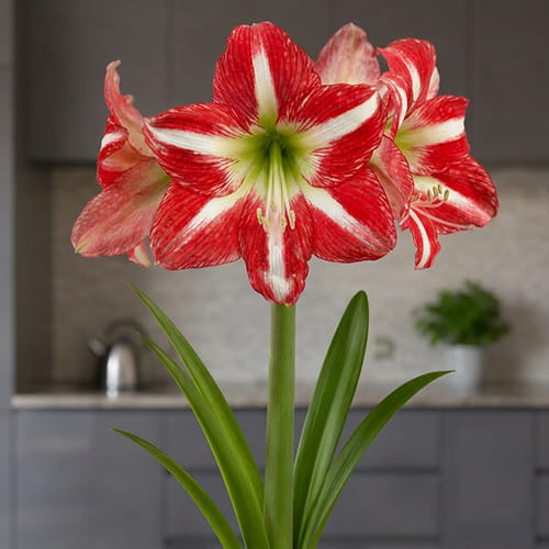Amaryllis (Hippeastrum) Electra - for Sale Amaryllis (Hippeastrum) Electra