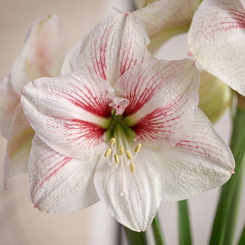 Amaryllis (Hippeastrum) Elsa - for Sale Amaryllis (Hippeastrum) Elsa