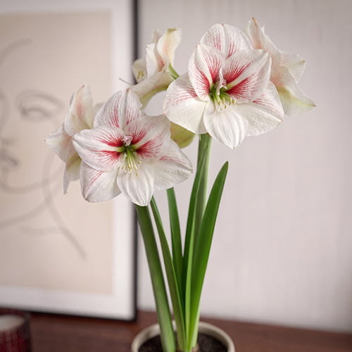 Amaryllis (Hippeastrum) Elsa - for Sale Amaryllis (Hippeastrum) Elsa